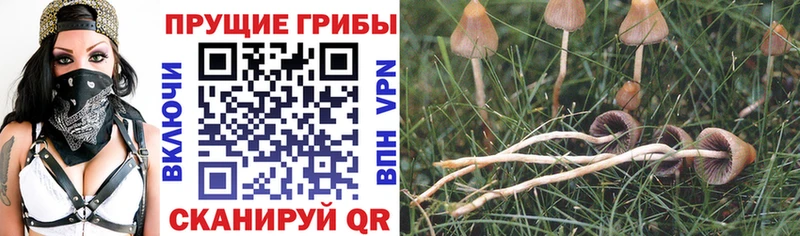 Галлюциногенные грибы Psilocybine cubensis Калининец